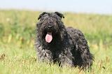 BOUVIER DES FLANDRES 117